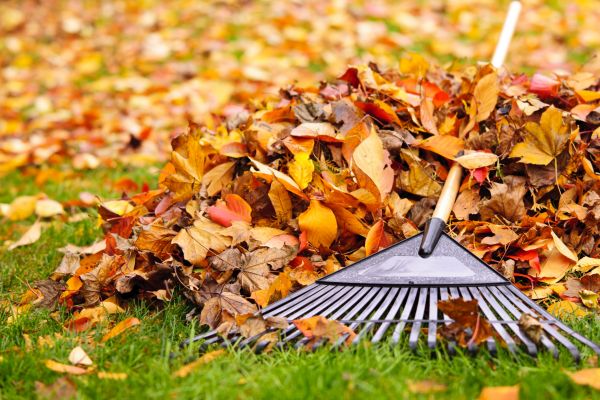 Leaves Removal in Milton