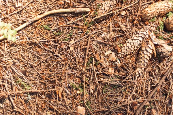 Pine Needles Removal in Milton