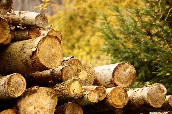 Wood Pile Removal in Milton