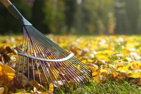Leaf Raking Service in Milton
