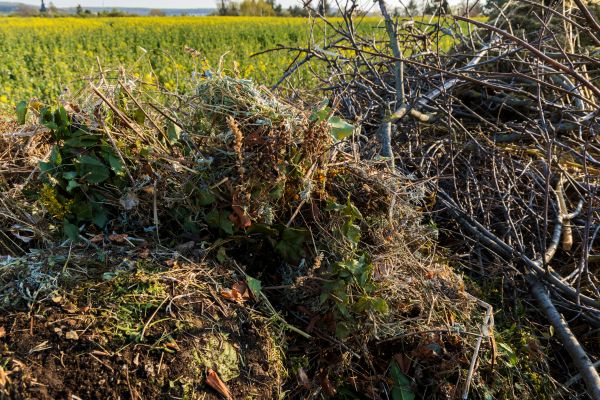 Brush Disposal in Milton