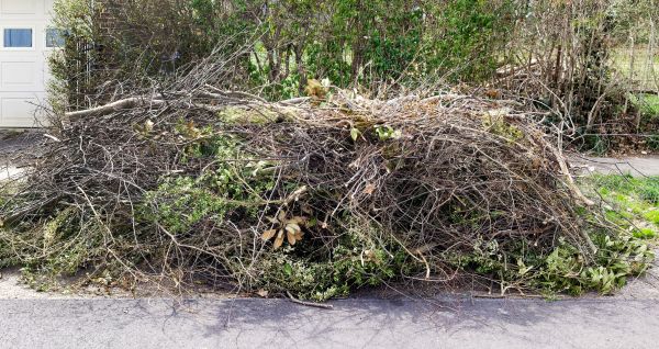 Tree Limb Cleanup in Milton