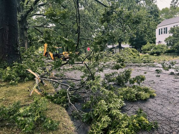Tree Branch Disposal in Milton