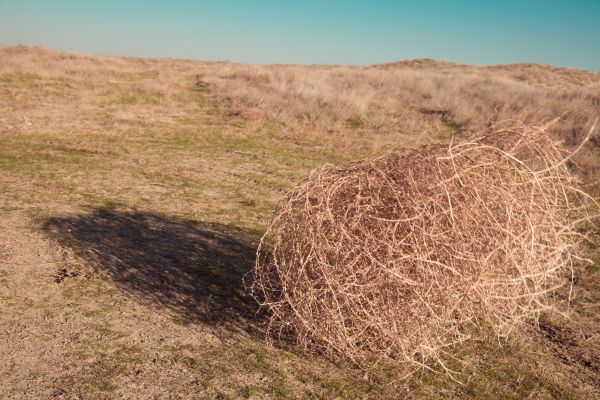 Tumbleweed Removal in Milton