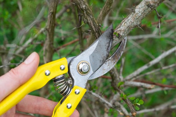 Limbs Removal in Milton