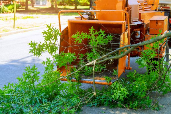 Tree Branches Removal in Milton