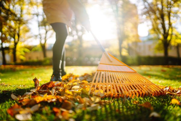 Leaves Raking in Milton