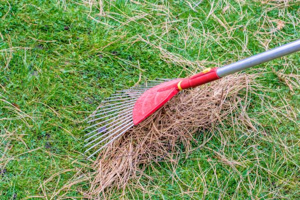 Yard Raking in Milton