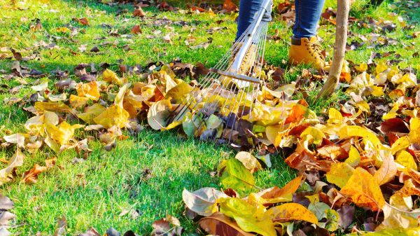 Autumn Leaf Removal in Milton