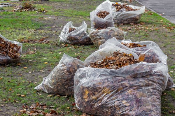 Leaf Pile Disposal in Milton