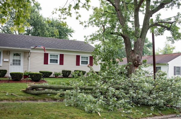 Fallen Branch Removal in Milton