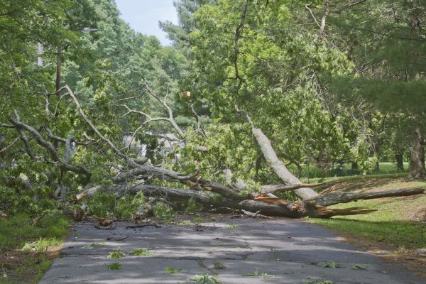 Tree Debris Removal in Milton